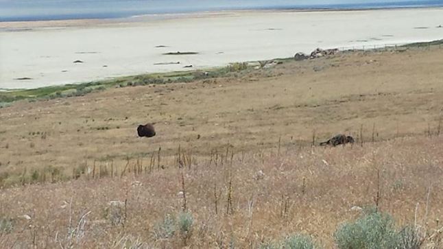 Bison at the Great Salt Lake (PC Angela Marino)
