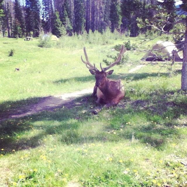 Hello, Elk! (PC Anthony Briseno)